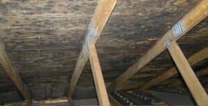 Mold growing in an attic space due to poor ventilation.
