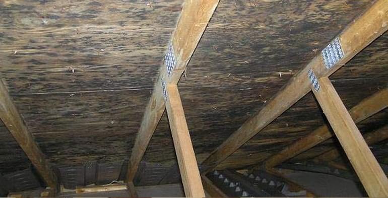 Black mold growing in an attic due to poor ventilation or a roof leak.