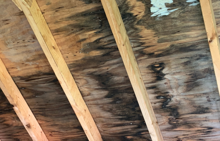 Black mold streaks in an attic space.