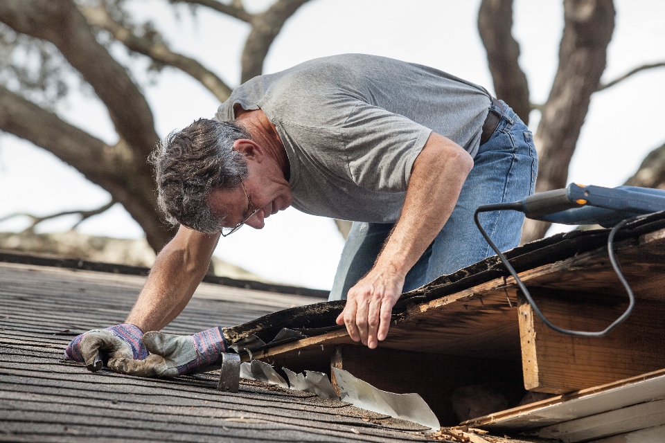Homeowner evaluating wood decking on an asphalt roof.