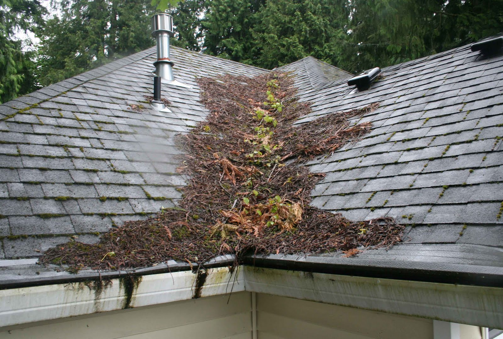 Moss, algae, and debris in an asphalt roof valley.